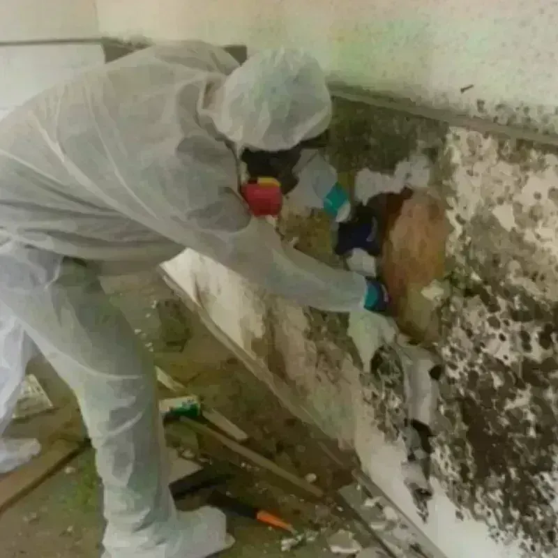 Mold Remediation and Removal in Weaver, AL